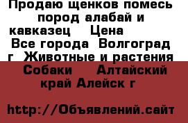 Продаю щенков помесь пород алабай и кавказец. › Цена ­ 1 500 - Все города, Волгоград г. Животные и растения » Собаки   . Алтайский край,Алейск г.